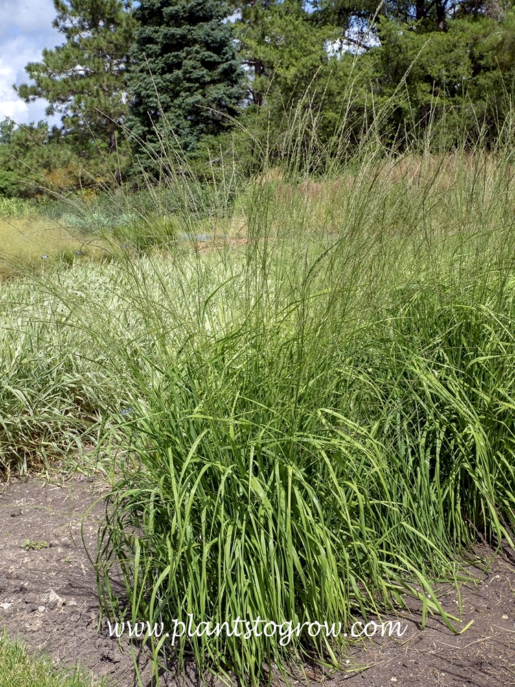 Cordoba Moor Grass (Molinia caerulea ssp. arundinacea)